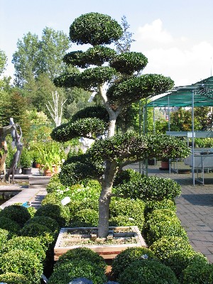 Ilex Crenata Bonsai
